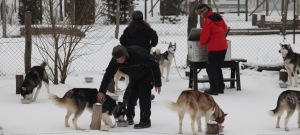 Huskyfarm Frankendorf 300