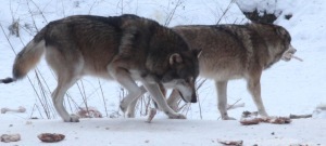 Wildpark Schorfheide Wölfe 300