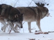 Wildpark Schorfheide Wölfe 180