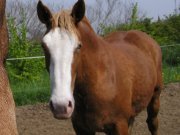 Stutenmilchfarm Bredow Pony 180