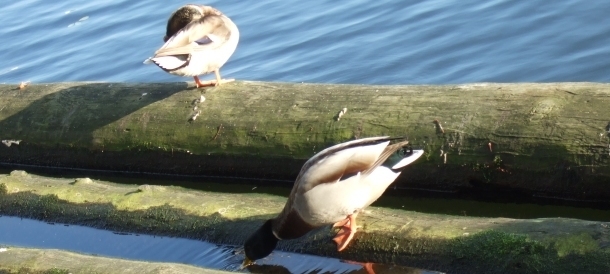 Winter ade? Enten an der Spree! Hier in Berlin Mitte 610