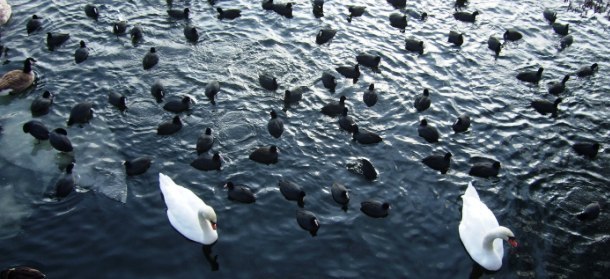 Winter an der Havel in Berlin-Spandau Eiswerder 610