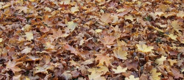 Herbstlaub in Berlin 2025 -  hier vom Laubbläser verschont bei Mein Rosinenbomber Herbst in Berlin 2025 bei Mein Rosinenbomber
