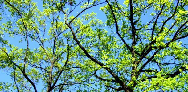 Frühling in Berlin. Es sprießt und grünt in der großen Stadt.